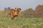 running Magyar Vizsla