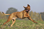 running Magyar Vizsla