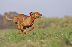 running Magyar Vizsla