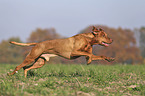 running Magyar Vizsla