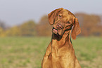 Magyar Vizsla portrait