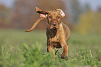 running Magyar Vizsla puppy