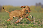 running Magyar Vizsla puppy