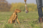 human with Magyar Vizsla puppy