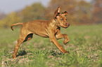running Magyar Vizsla puppy