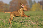 running Magyar Vizsla puppy