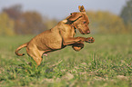running Magyar Vizsla puppy