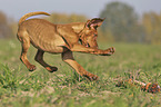 running Magyar Vizsla puppy