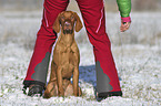 human with Magyar Vizsla