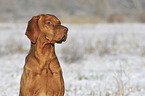 Magyar Vizsla portrait