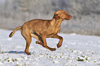running Magyar Vizsla