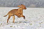 running Magyar Vizsla