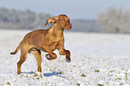 running Magyar Vizsla