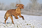 running Magyar Vizsla