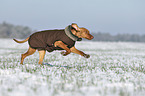 running Magyar Vizsla