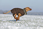 running Magyar Vizsla