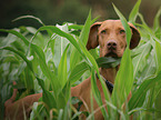 Magyar Vizsla