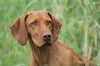 Magyar Vizsla portrait