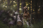 standing Magyar Vizsla