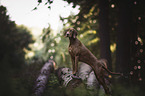 standing Magyar Vizsla