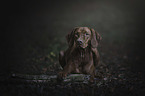lying Magyar Vizsla