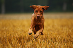 running shorthaired Magyar Vizsla