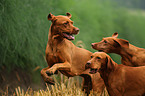 3 shorthaired Magyar Vizsla
