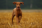 running shorthaired Magyar Vizsla