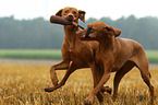 2 shorthaired Magyar Vizsla