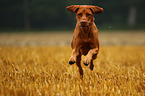 running shorthaired Magyar Vizsla