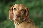 wirehaired Magyar Vizsla Portrait