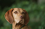 wirehaired Magyar Vizsla Portrait