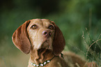 wirehaired Magyar Vizsla Portrait