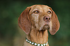 wirehaired Magyar Vizsla Portrait