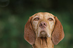 wirehaired Magyar Vizsla Portrait