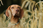 wirehaired Magyar Vizsla Portrait