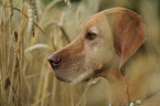 wirehaired Magyar Vizsla Portrait