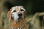 wirehaired Magyar Vizsla Portrait