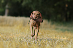 wirehaired Magyar Vizsla with Dummy