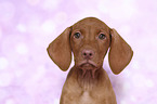Magyar Vizsla Puppy Portrait