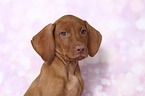 Magyar Vizsla Puppy Portrait