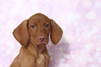 Magyar Vizsla Puppy Portrait