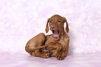 lying Magyar Vizsla Puppy