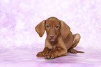 lying Magyar Vizsla Puppy