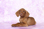 lying Magyar Vizsla Puppy