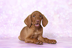 lying Magyar Vizsla Puppy
