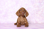 lying Magyar Vizsla Puppy