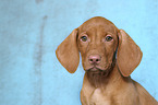 Magyar Vizsla Puppy Portrait