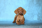 lying Magyar Vizsla Puppy