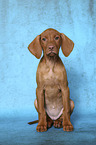 sitting Magyar Vizsla Puppy